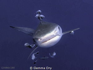 Playful Tiger Shark on Aliwal Shoal - South Africa by Gemma Dry 